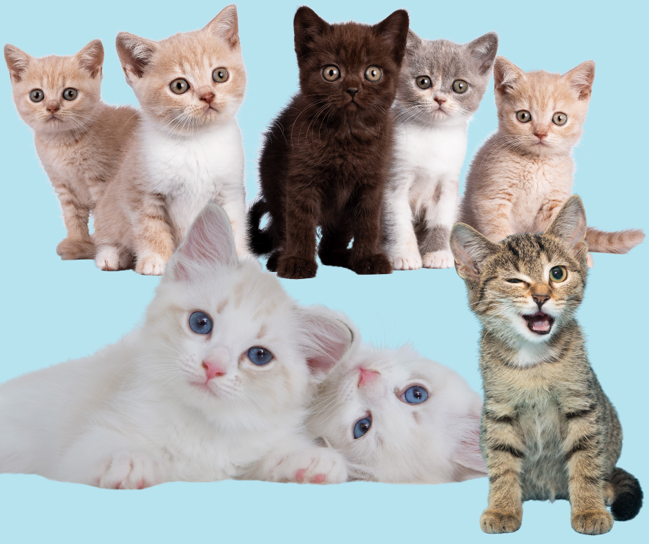 Katzenspielzeug Baby Katzen