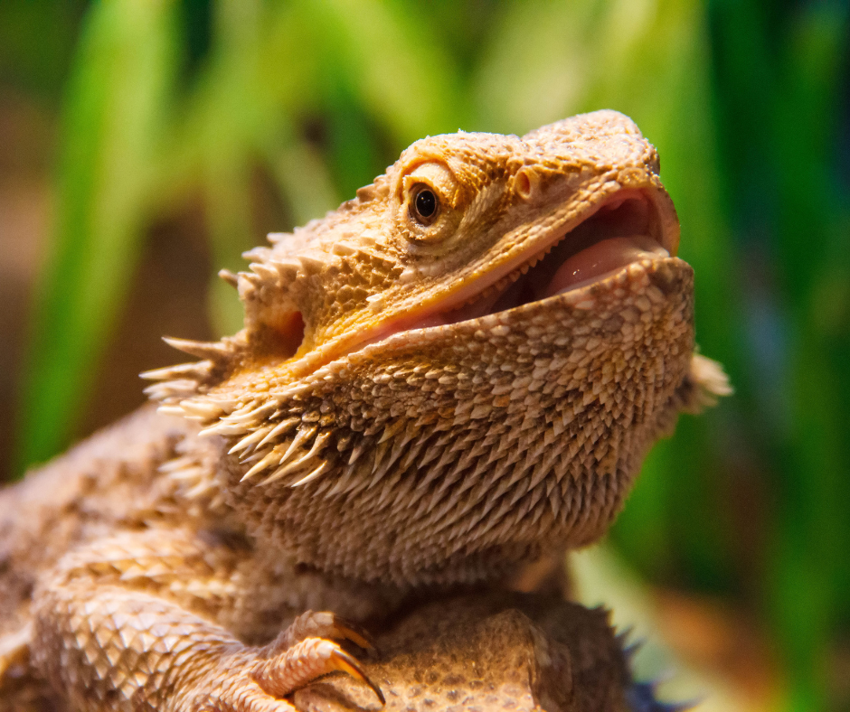 Bartagame