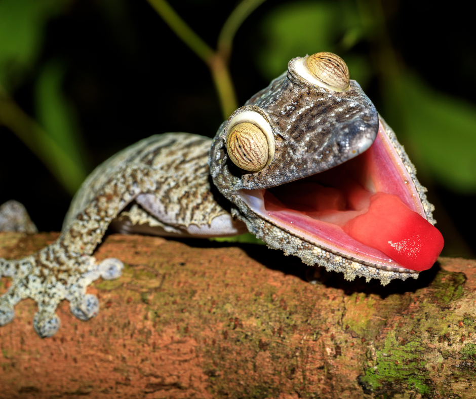 Gecko