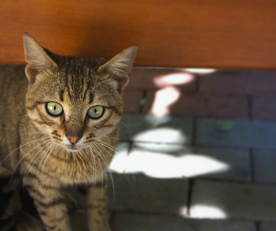 Katze