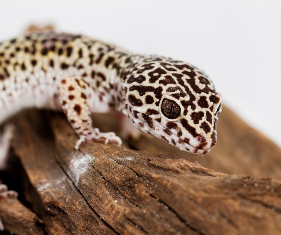 Eidechsen als Haustiere Leopardgeckos