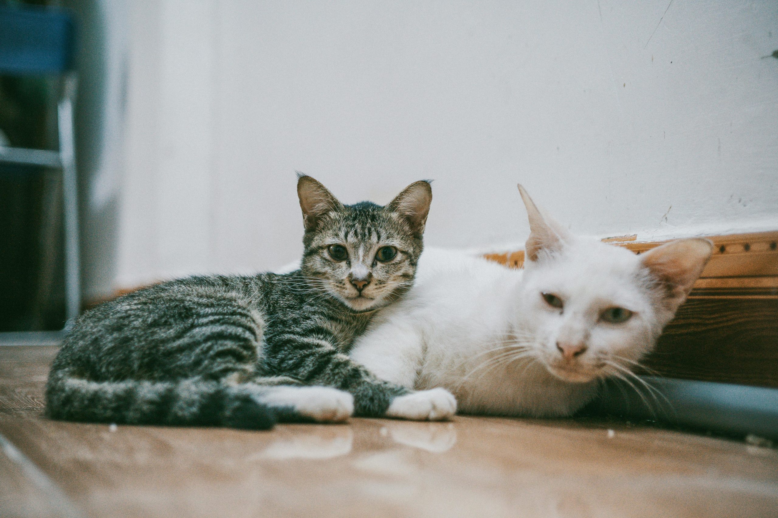 Katzenspielzeug Zwei Weiße Und Schwarze Katzen, Die Auf Brauner Holzoberfläche Liegen