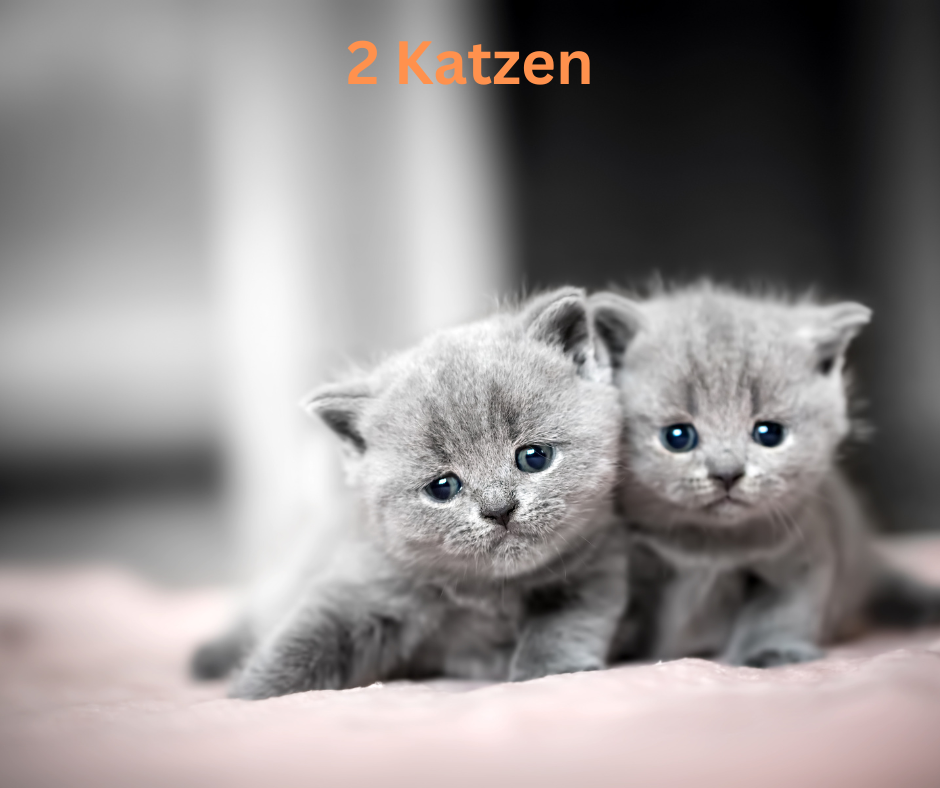 2 Katzen 2 Katzen
