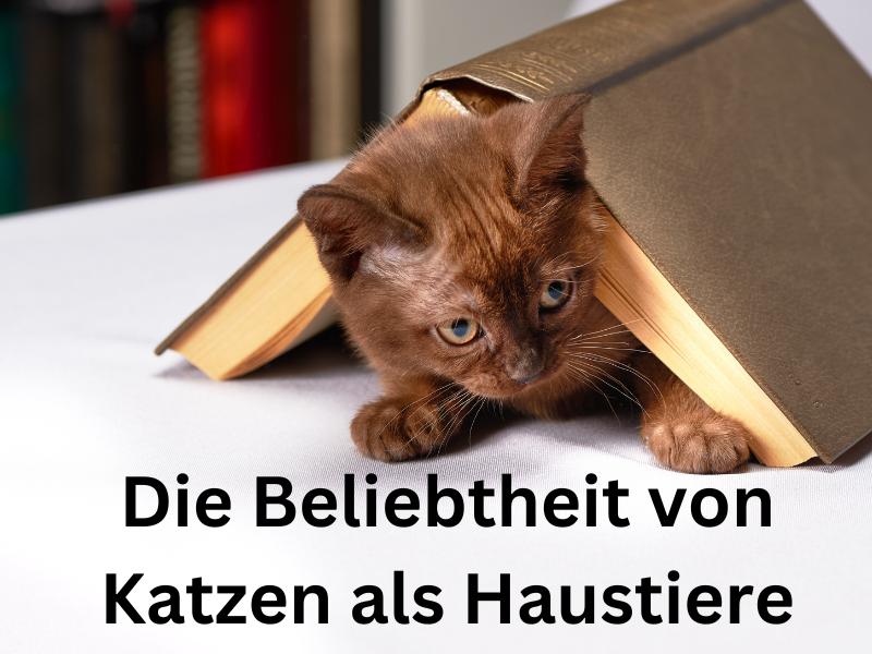 Samtpfoten Die Beliebtheit von Katzen als Haustiere