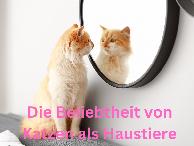 Katzen als Haustiere