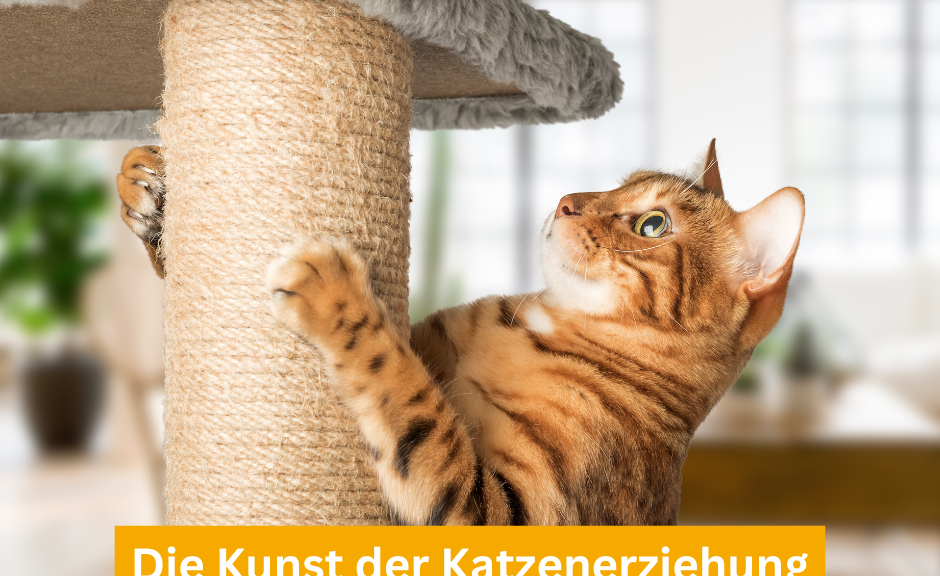 Die Kunst der Katzenerziehung
