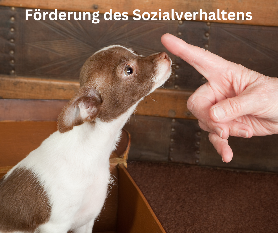 Förderung des Sozialverhaltens Förderung des Sozialverhaltens