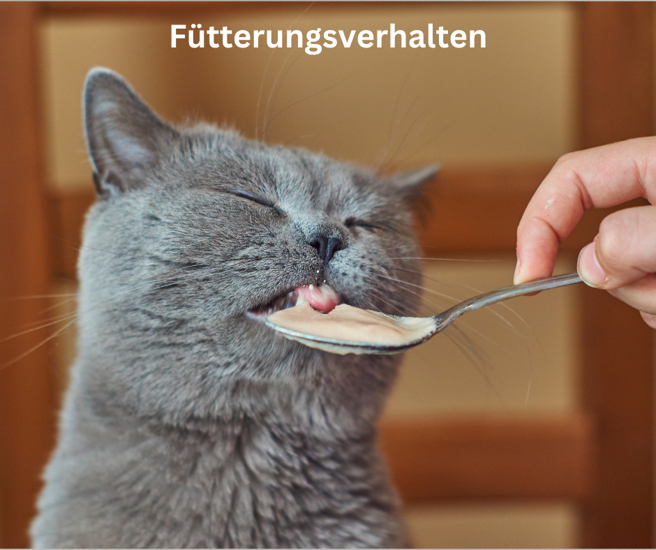 Katzen Fütterungsverhalten Katzen Fütterungsverhalten