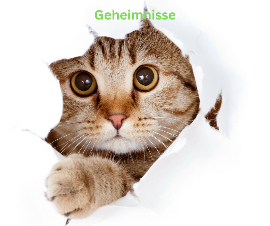 Verhaltensweisen Geheimnisse der Katze
