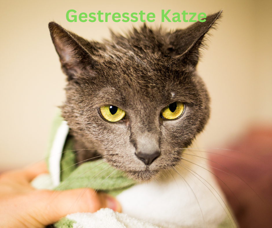 Verhaltensweisen bei Katzen Gestesste Katze