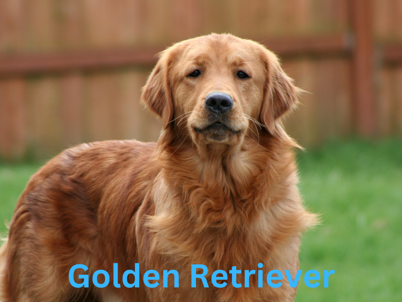 Golden Retriever Golden Retriever
