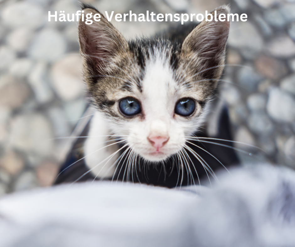 Häufige Verhaltensprobleme bei katzen