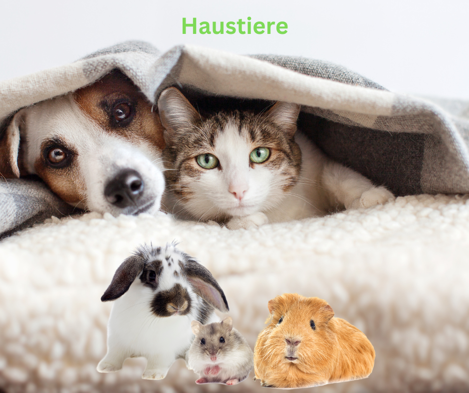 Haustiere Haustiere