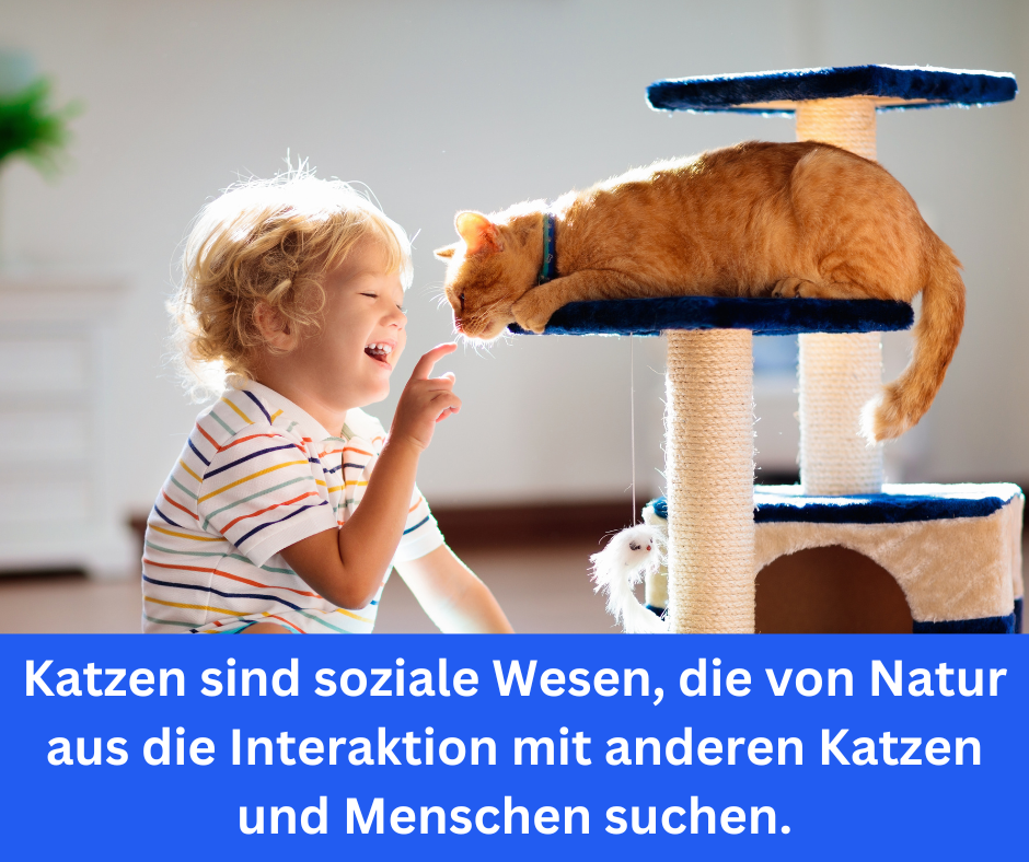 Katze und Mensch