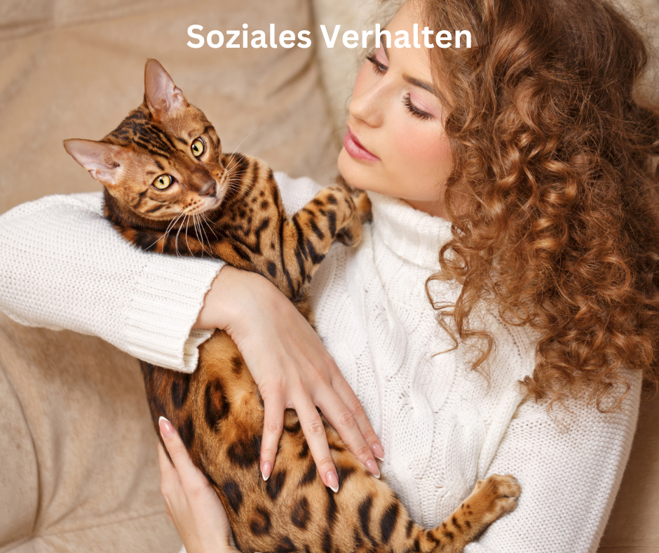 Katzenverhaltens Katzen Soziales Verhalten