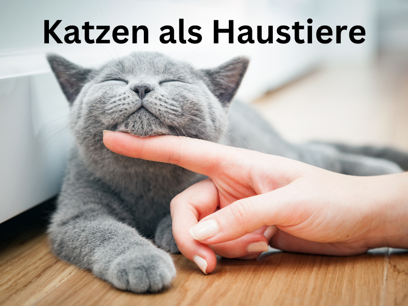 Katzen als Haustiere Katzen als Haustiere