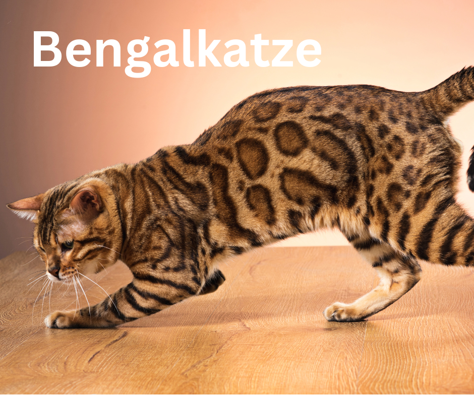 Katzenrassen Bengalkatze Katzenrassen Bengalkatze