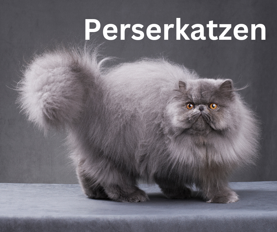 Katzenrassen Perserkatze Katzenrassen Perserkatze
