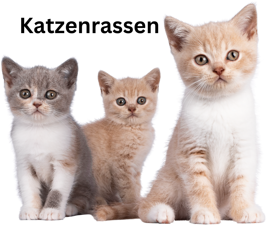 Katzenrassen Katzenrassen