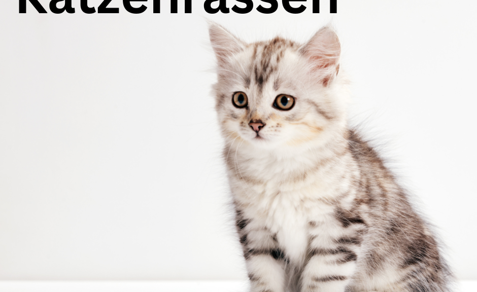 Die faszinierende Welt der Katzenrassen: Eine Einführung und Übersicht