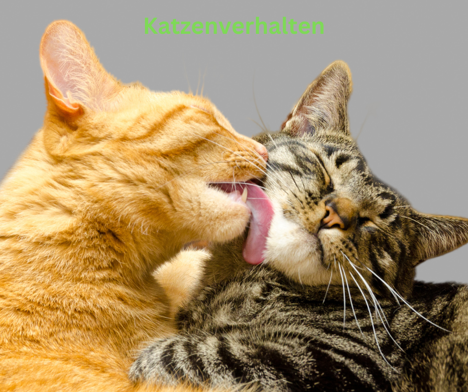 Katzenverhalten Katzenverhalten