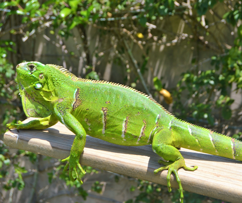 Reptilien Leguan