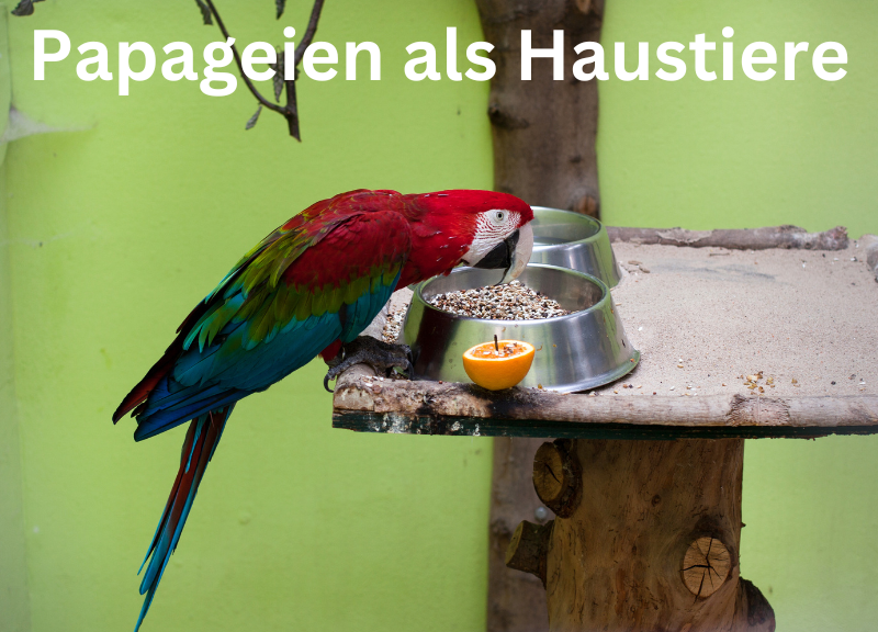 Papageien als Haustiere Facebook