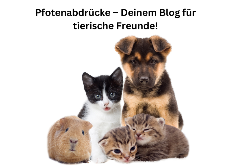 Pfotenabdrücke – Deinem Blog für tierische Freunde!