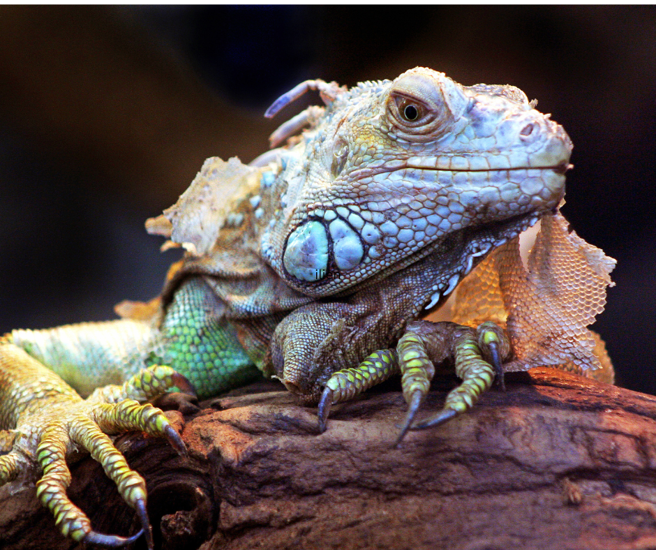 Reptilien Reptilien Leguan
