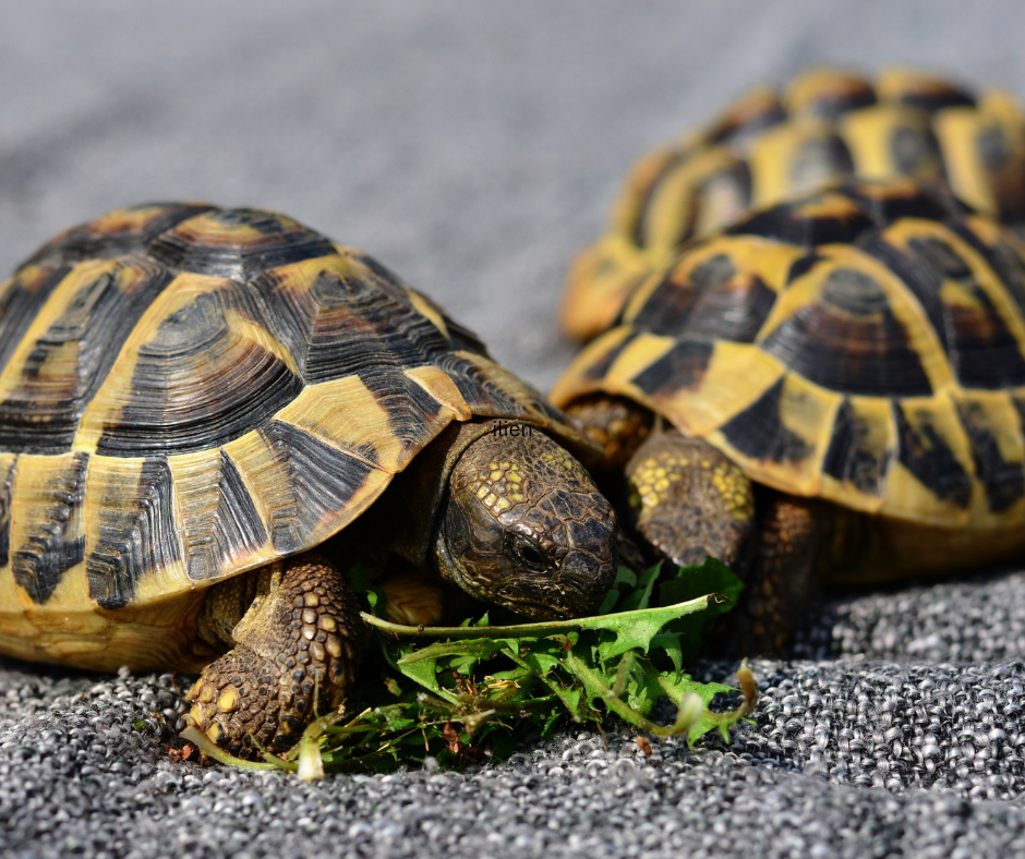 Reptilien Schildkröten