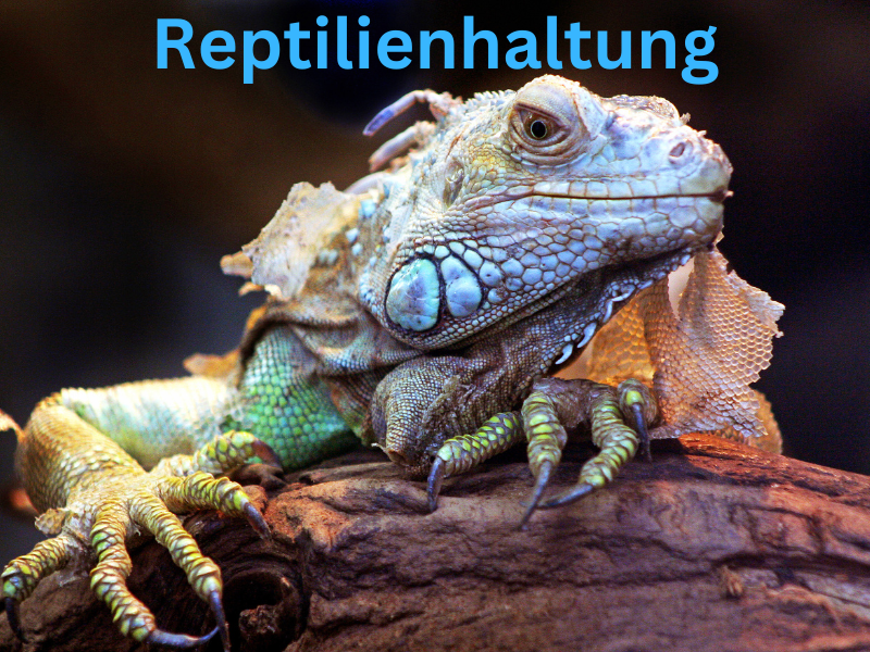 Reptilienhaltung