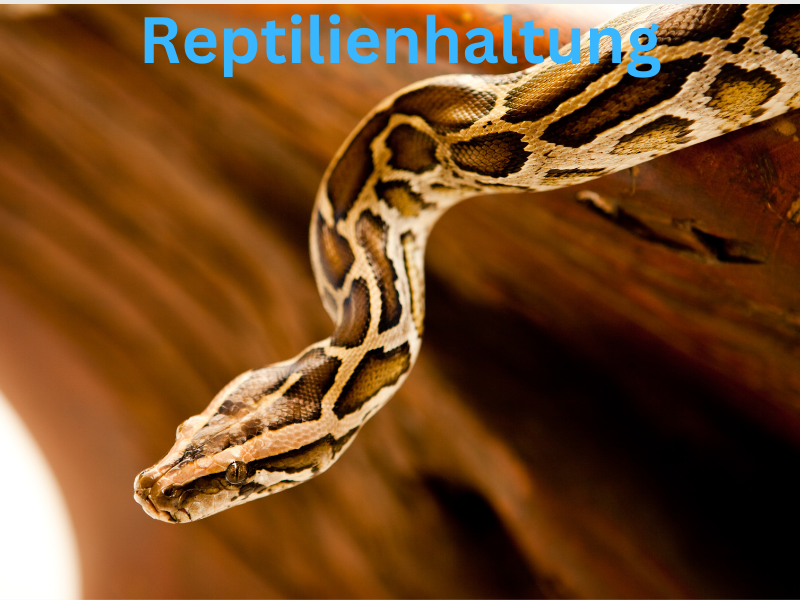 Reptilienhaltung
Schlange