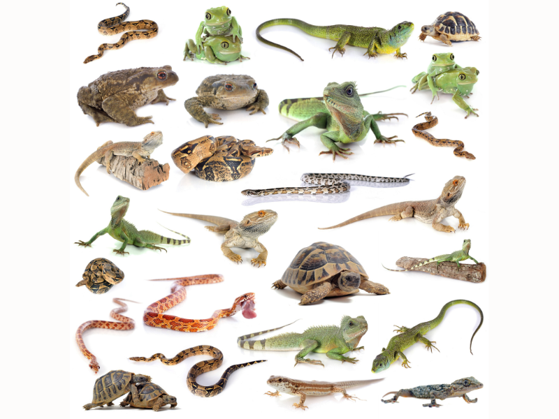 Reptilienhaltung Reptilienhaltung
Reptilien