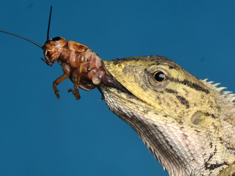 Reptilienhaltung Reptilienhaltung Füttterung