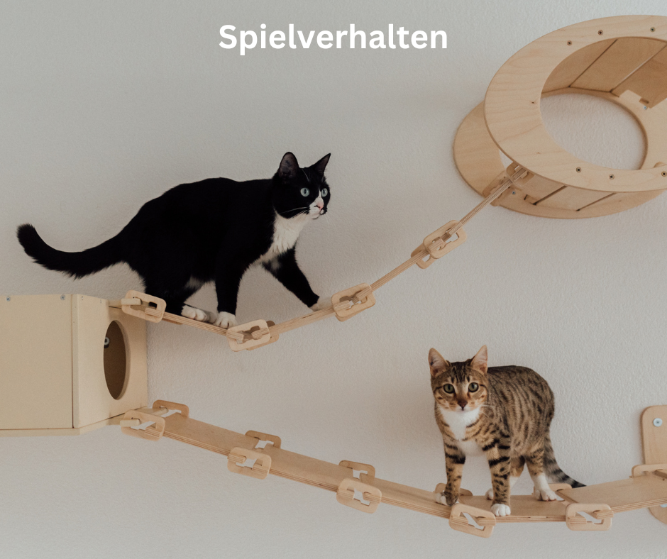 Katzen Spielverhalten Katzen Spielverhalten