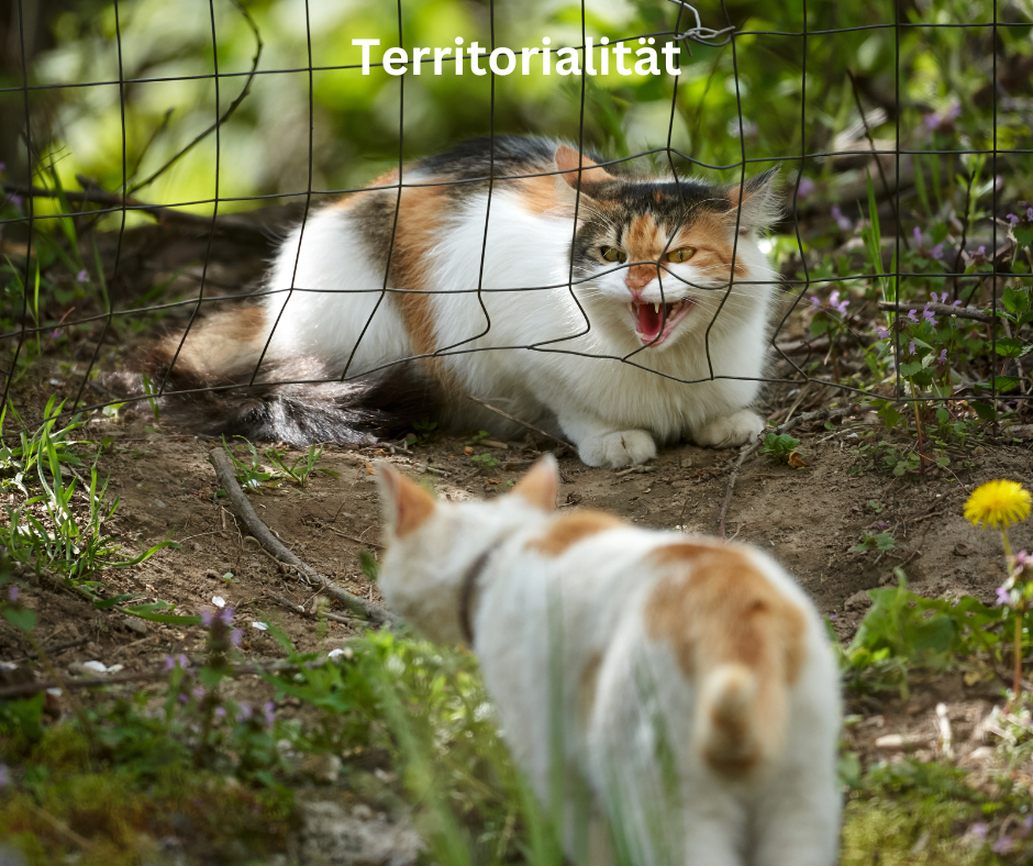 Katzen Territorialität Katzen Territorialität