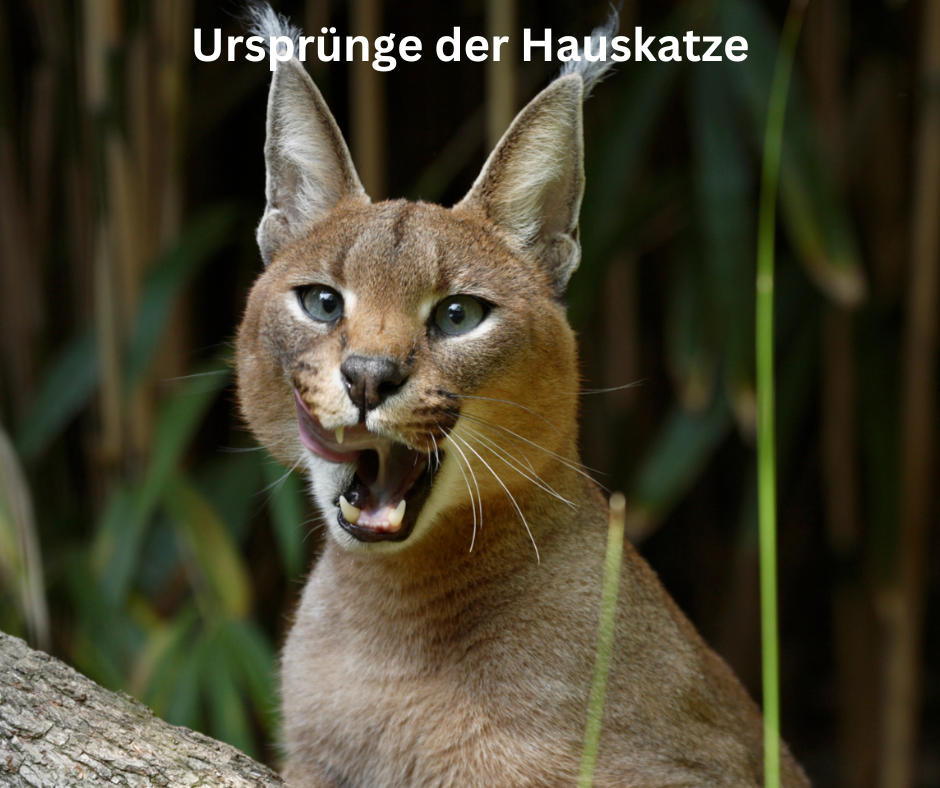 Katzenverhaltens Ursprünge der Hauskatze