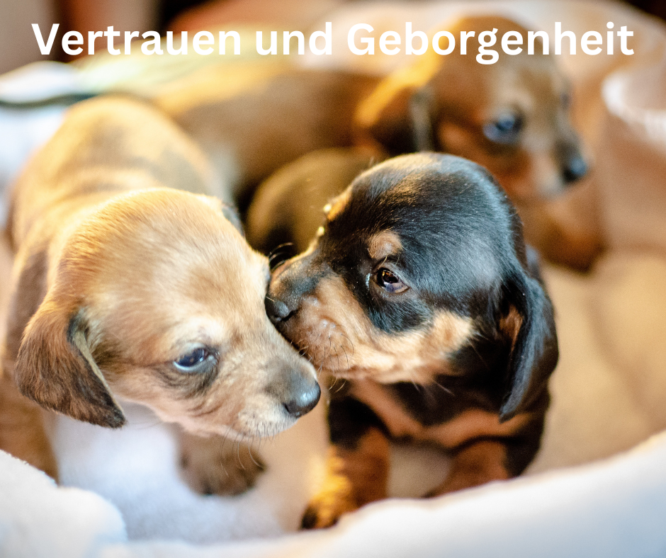 Schaffen von Vertrauen und Geborgenheit Vertrauen und Geborgenheit