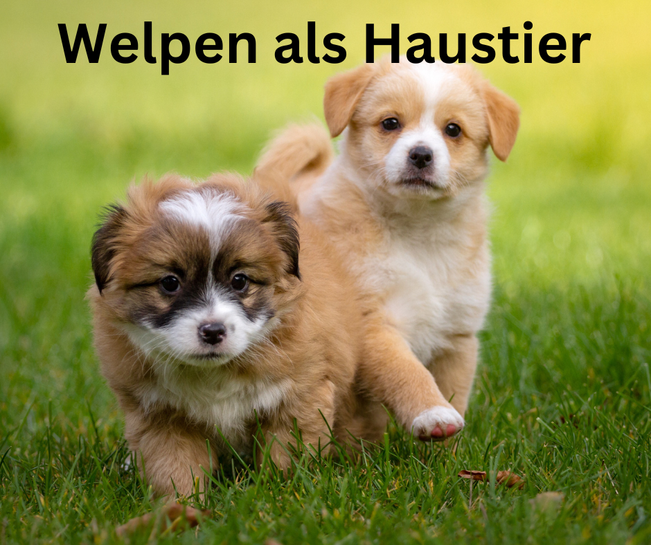 Welpen als Haustier Welpen als Haustier