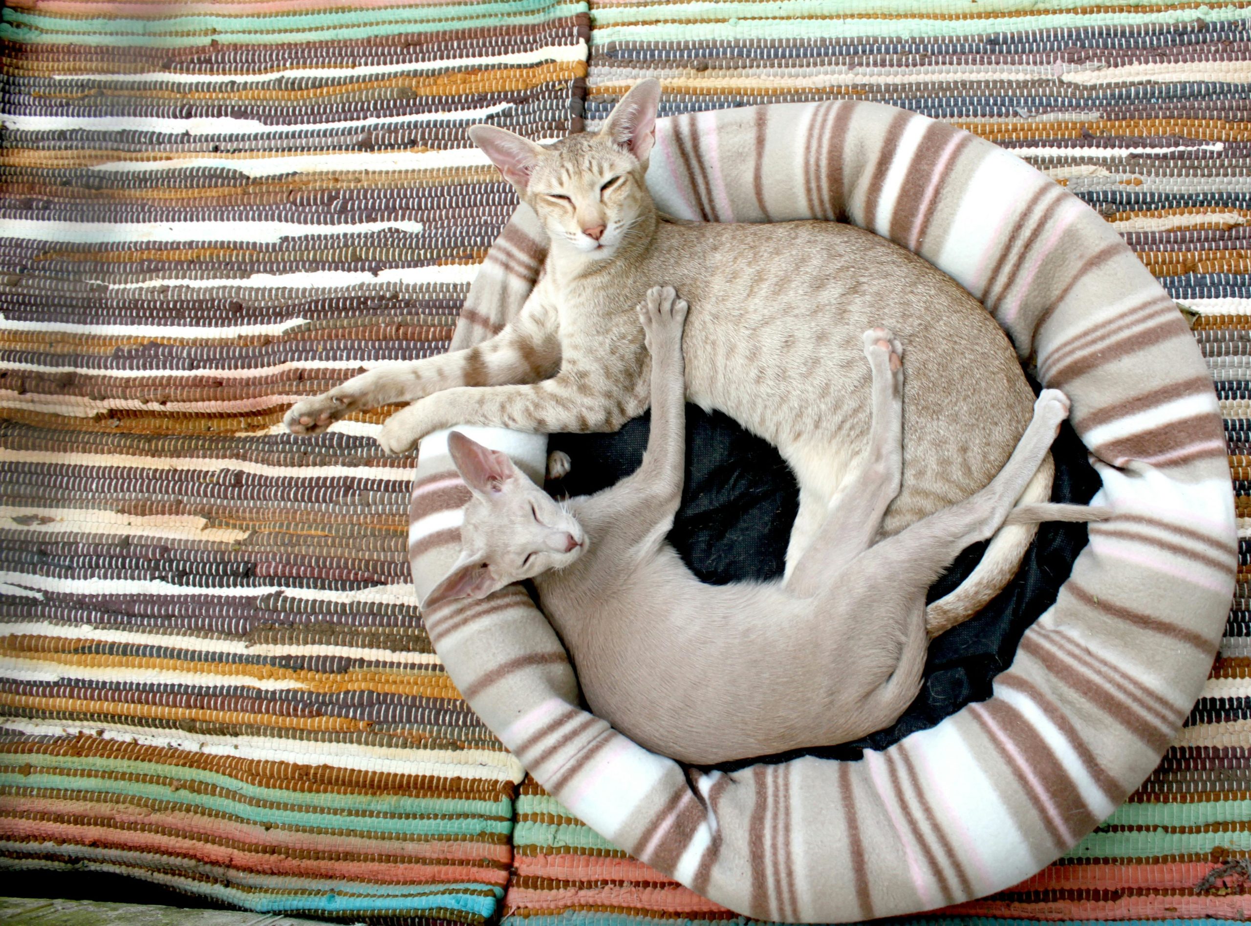 Samtpfoten Graue Kurze Pelzkatze