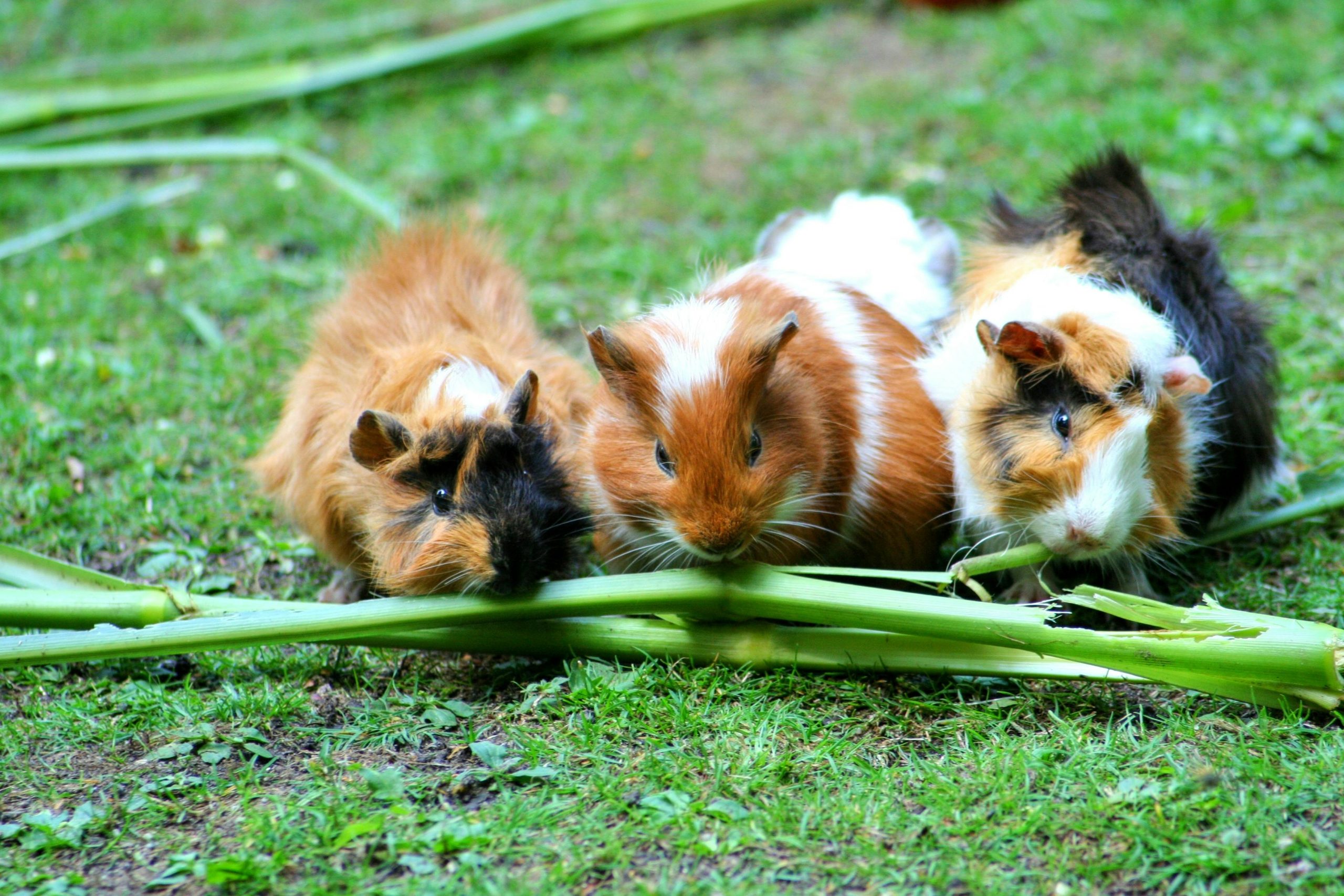 Brauner Weißer Hamster