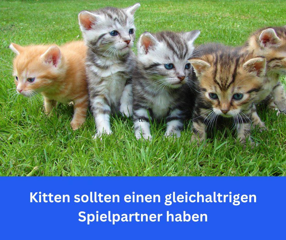 Zwei Katzen Katzen