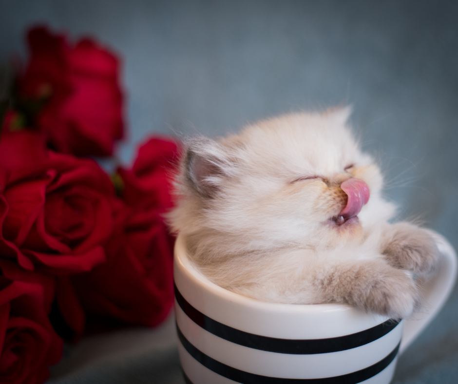 Katzenbaby