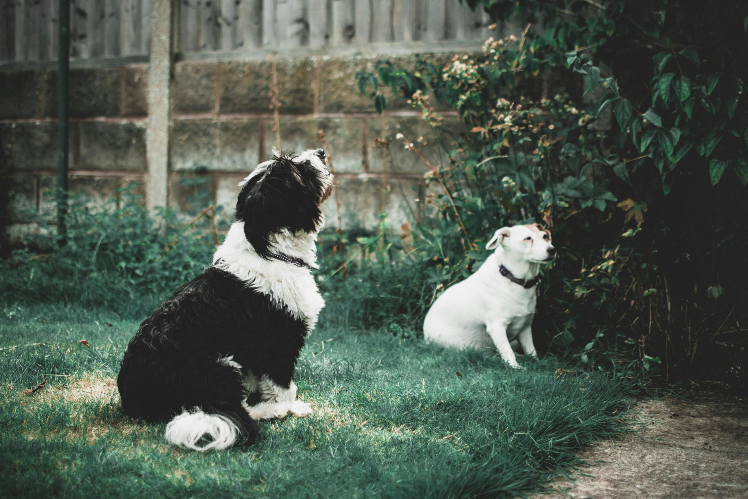 Fellpflege Schwarzweiss Rand Collie Welpe