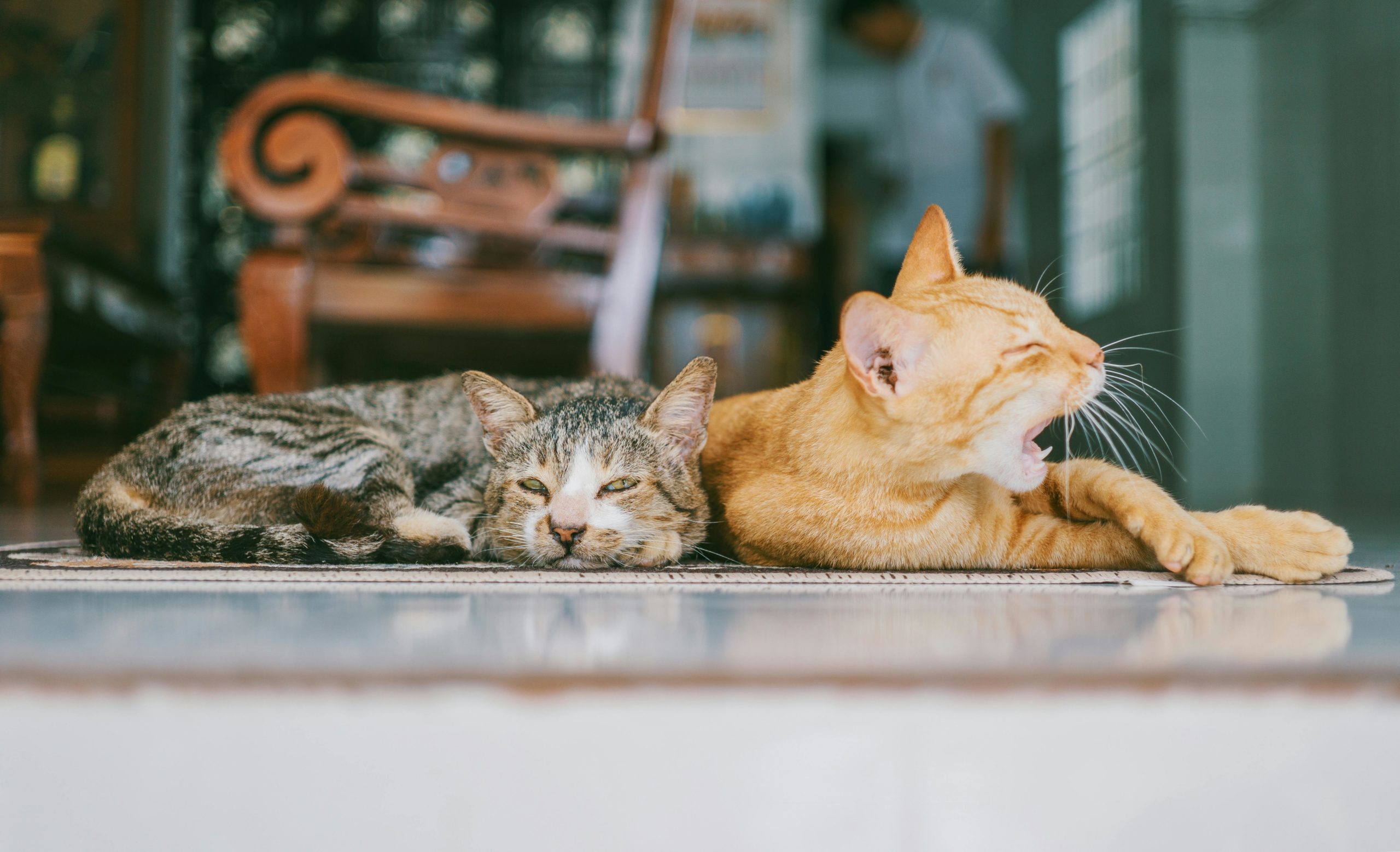 Zwei Orangefarbene Und Braune Katzen Auf Braunem Teppich
