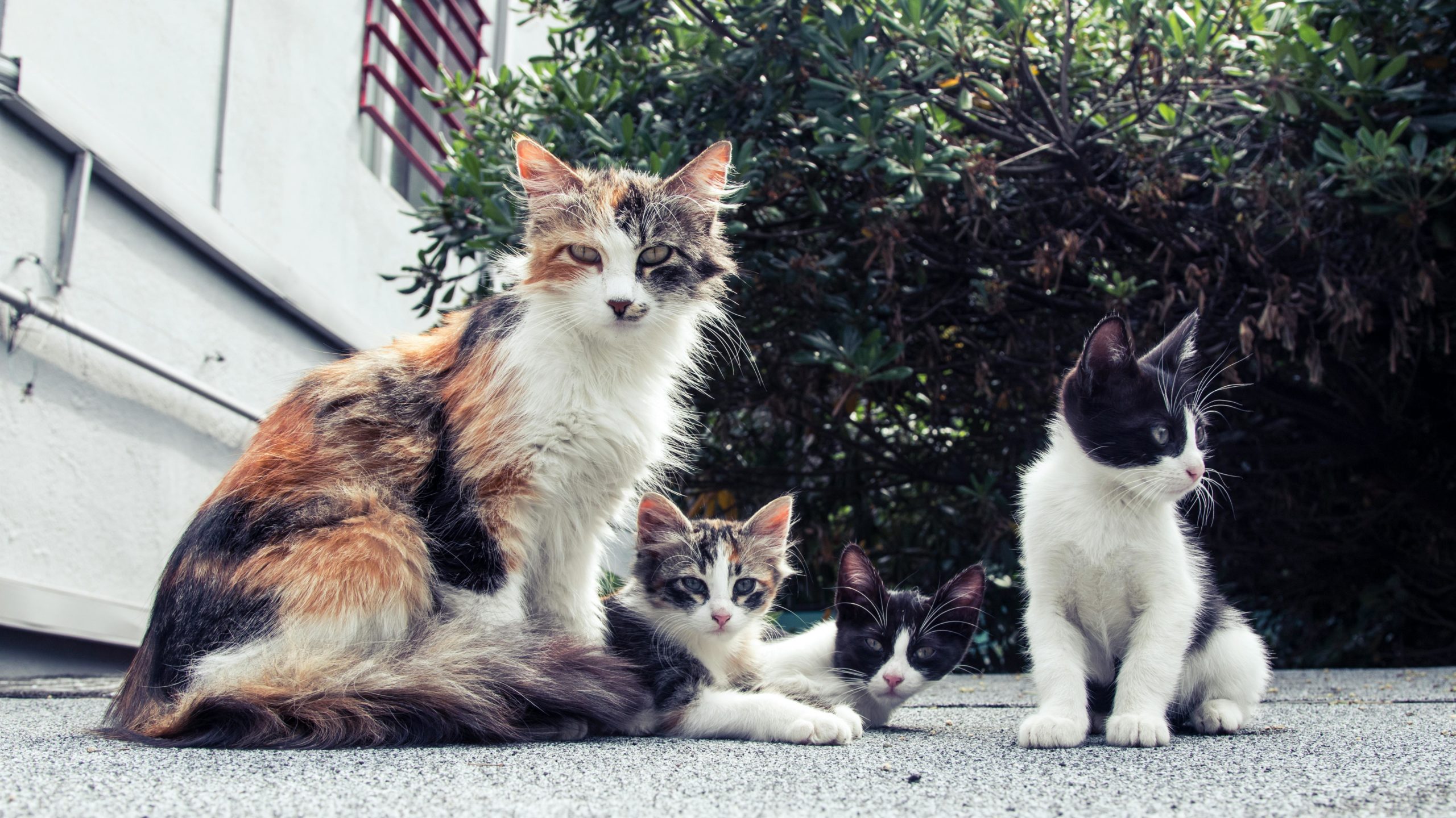 Weißes Und Schwarzes Langes Fell Katze