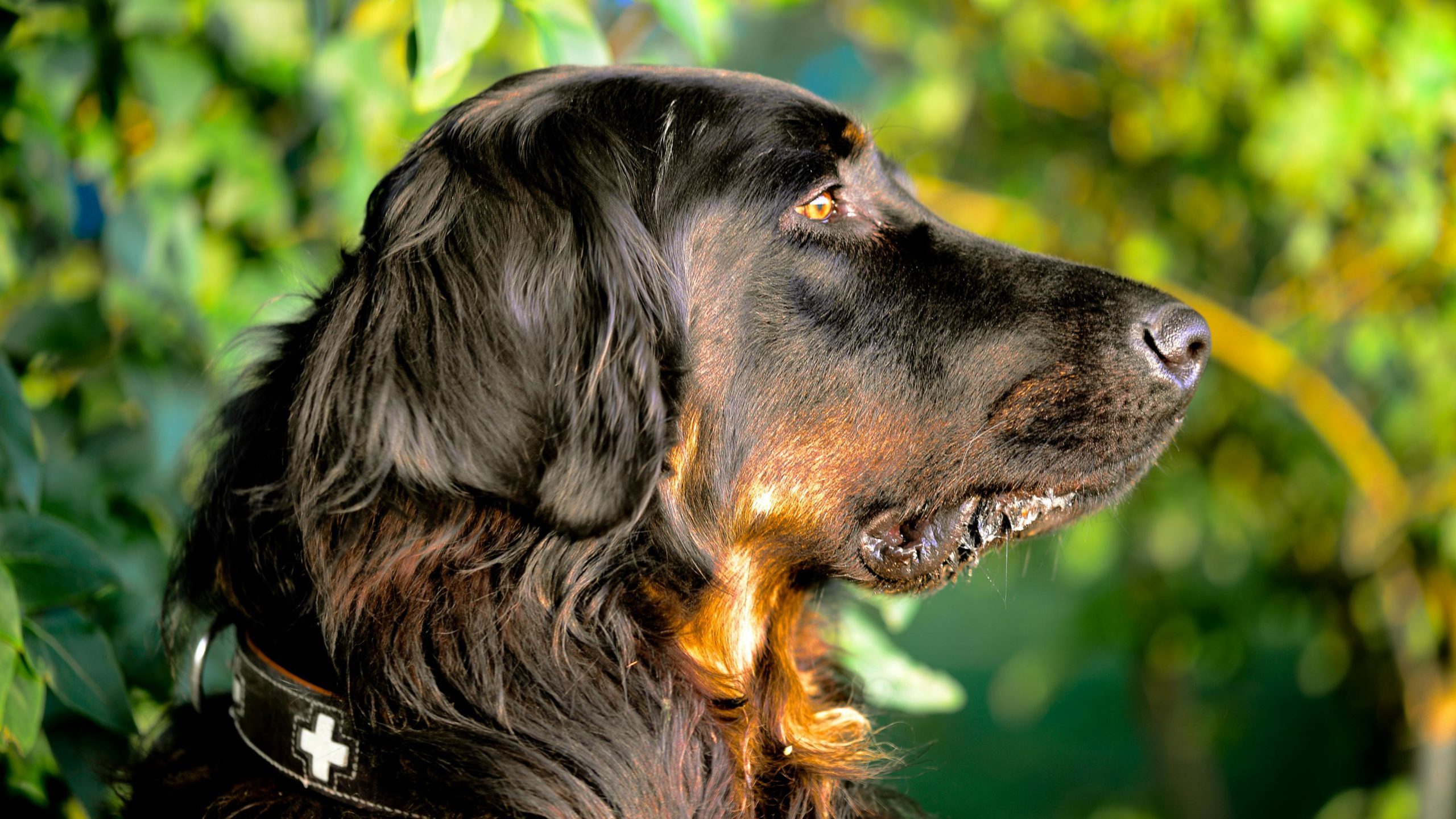 Selektive Fokusfotografie Von Gordon Setter
