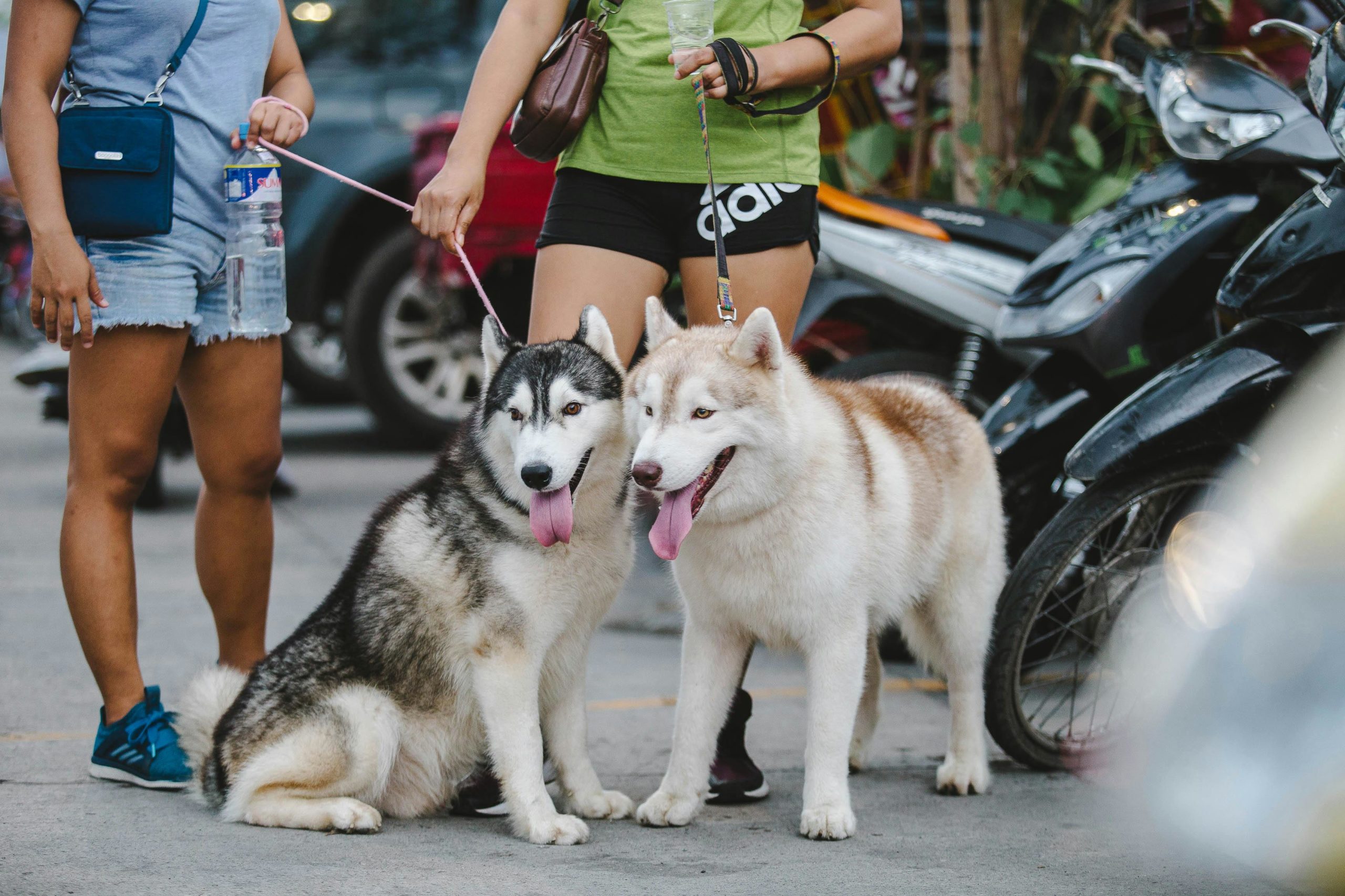 Ernährung für Haustiere Zwei Erwachsene Alaskan Malamutes