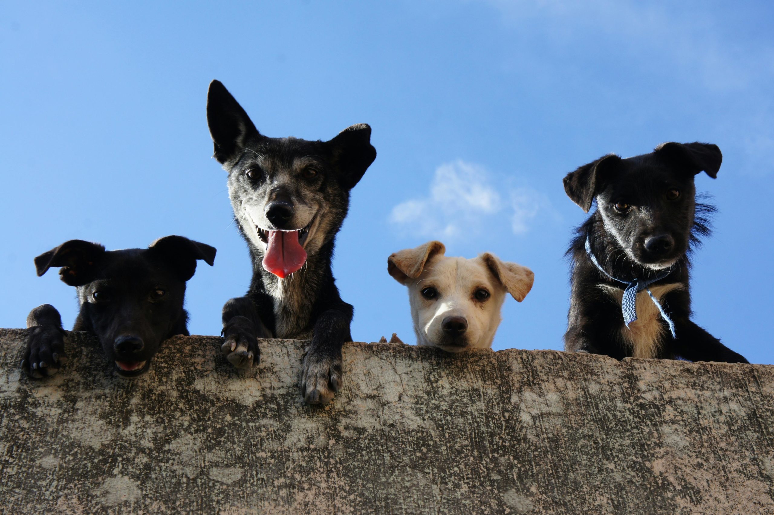 Fellpflege Schwarz Weiß Kurzbeschichtete Hunde