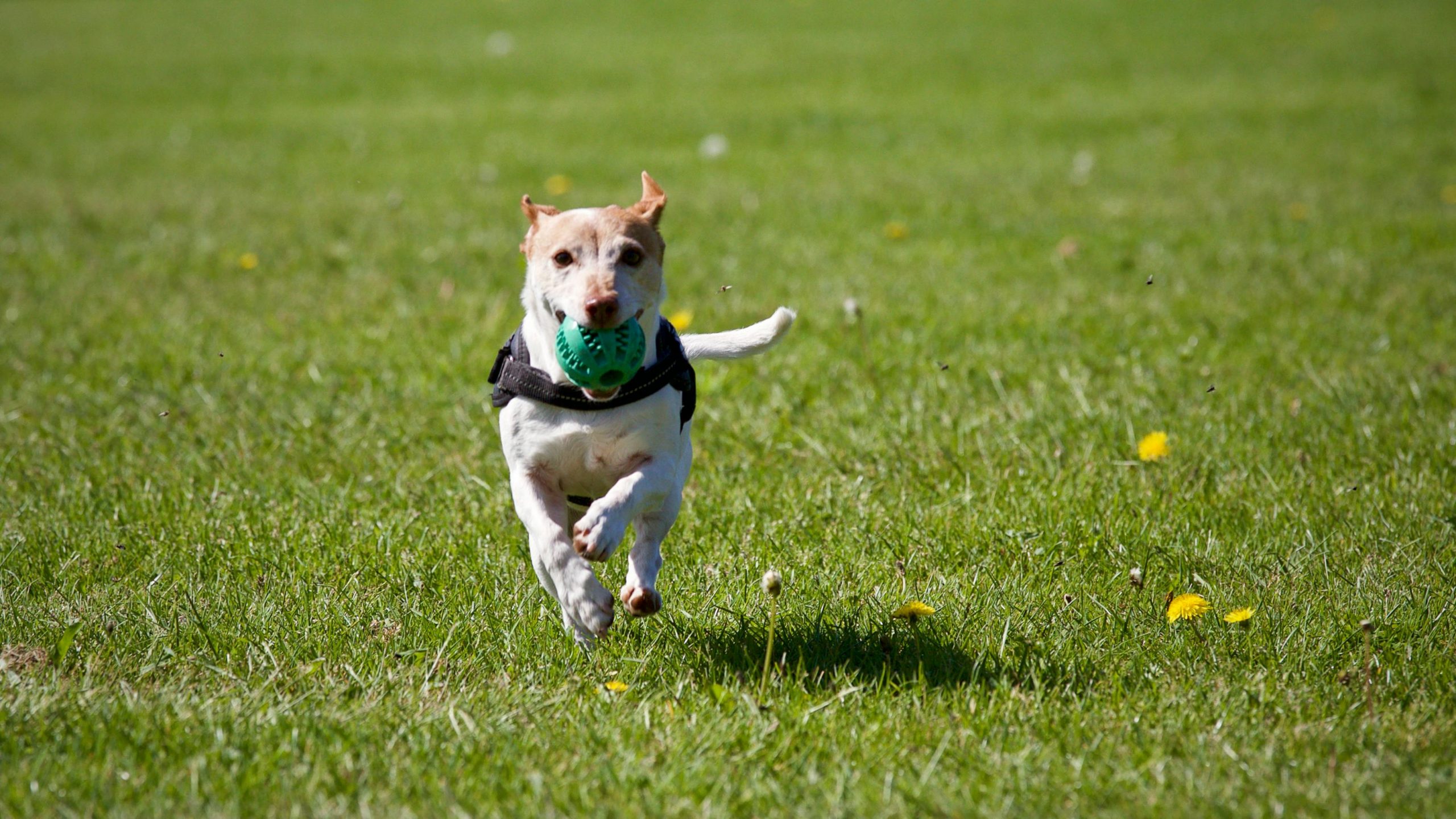 Hund Läuft Auf Gras Hund Läuft Auf Gras